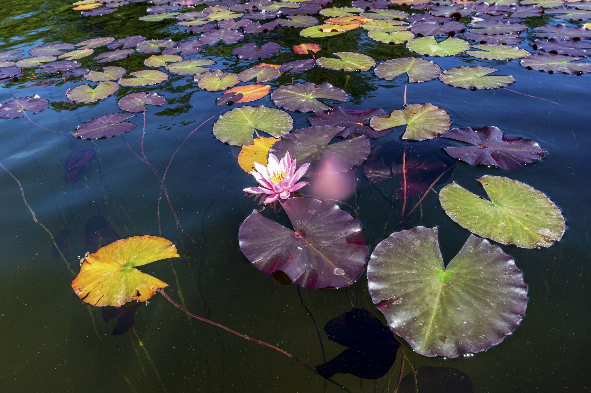 Kajaktour Staffelsee 12.06.22